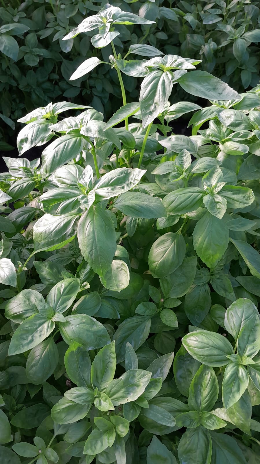 Fresh Herbs