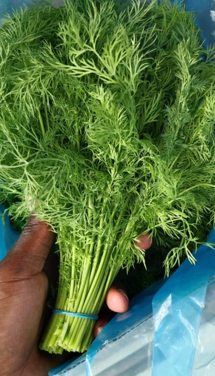 Fresh Dill