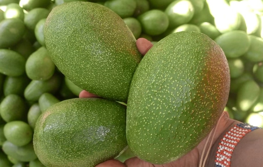 Fresh Fuerte Avocados