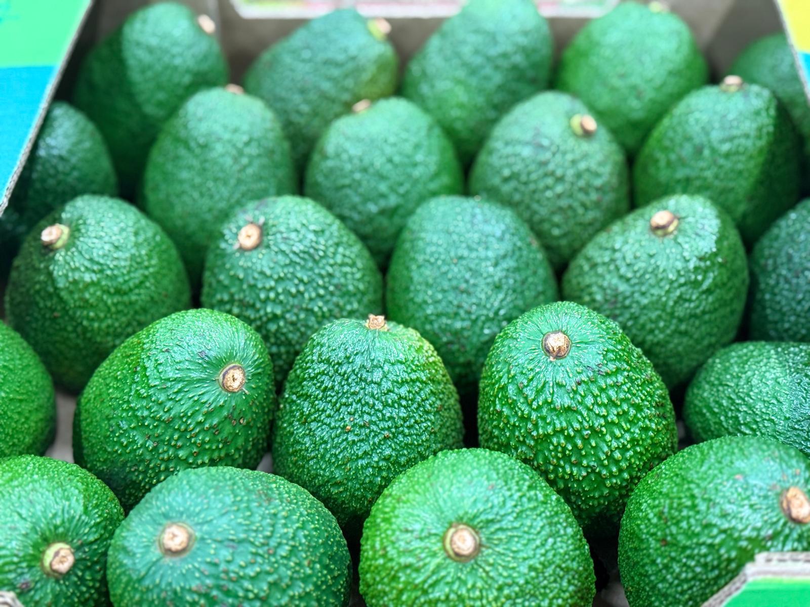 Fresh Hass Avocados